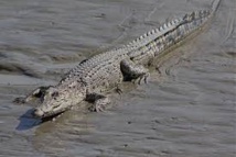 Selon une étude australienne, le crocodile marin ne dort que d'un œil