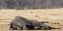Encore 22 éléphants empoisonnés au Zimbabwe Encore 22 éléphants empoisonnés au Zimbabwe