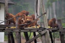 Indonésie: des orangs-outans affamés et malades fuient les feux de forêts Indonésie: des orangs-outans affamés et malades fuient les feux de forêts