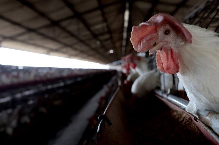 Contrôles renforcés après la déclaration de cas de grippe aviaire à Hawaii Contrôles renforcés après la déclaration de cas de grippe aviaire à Hawaii