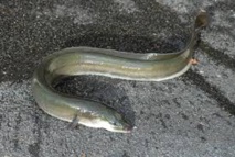 Migration mystérieuse des anguilles: l'une d'elles s'est fait pincer