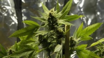 L'Uruguay produira six à dix tonnes de cannabis par an