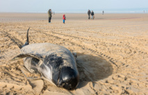 Une dizaine de baleines échouée à Calais Une dizaine de baleines échouée à Calais