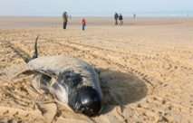Une dizaine de baleines échouée à Calais