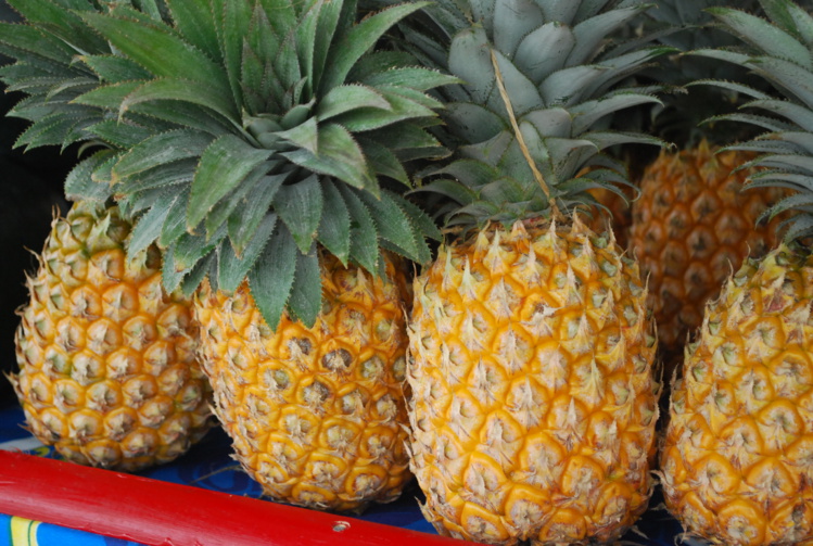 Agriculture : " Tous les dispositifs mis en place restent d'actualité" Agriculture : " Tous les dispositifs mis en place restent d'actualité"