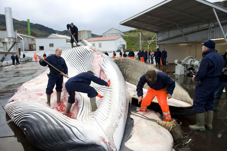 L'Islande autorise la chasse à la baleine jusqu'en 2029 L'Islande autorise la chasse à la baleine jusqu'en 2029