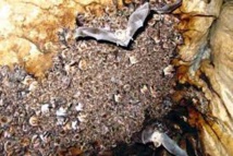 Dans le Doubs, des scientifiques exhument les déjections passées des chauves-souris Dans le Doubs, des scientifiques exhument les déjections passées des chauves-souris