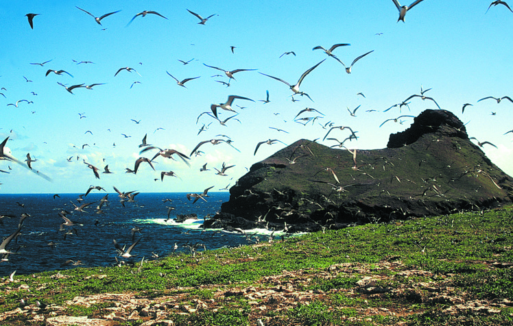 Un nuage de kaveka assaille le visiteur ; à l’arrière-plan, le motu Hemeni, déclaré tabu. Un nuage de kaveka assaille le visiteur ; à l’arrière-plan, le motu Hemeni, déclaré tabu.