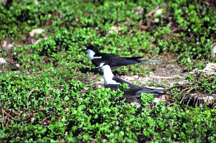 Les kaveka font les frais de la gourmandise des hommes.