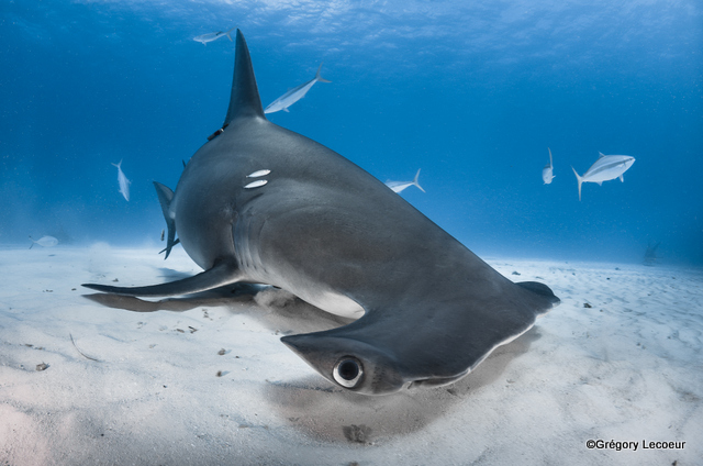 "Les requins sont au sommet de la chaine alimentaire des écosystèmes marins et malheureusement leur nombre est en chute libre"