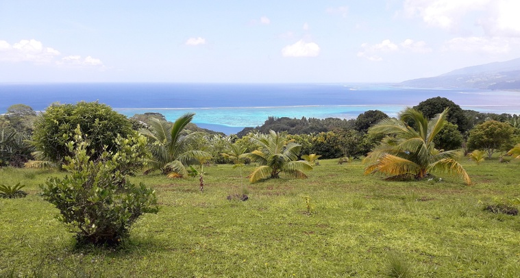 Vue depuis les hauteurs de Puunui, à Toahotu (Crédit : archive). Vue depuis les hauteurs de Puunui, à Toahotu (Crédit : archive).