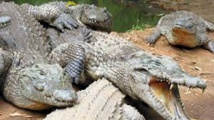 Indonésie: projet d'île-prison gardée par des crocodiles pour les trafiquants de drogue Indonésie: projet d'île-prison gardée par des crocodiles pour les trafiquants de drogue