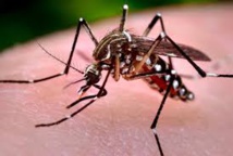 Les porteurs sains de la dengue transmettent le virus aux moustiques