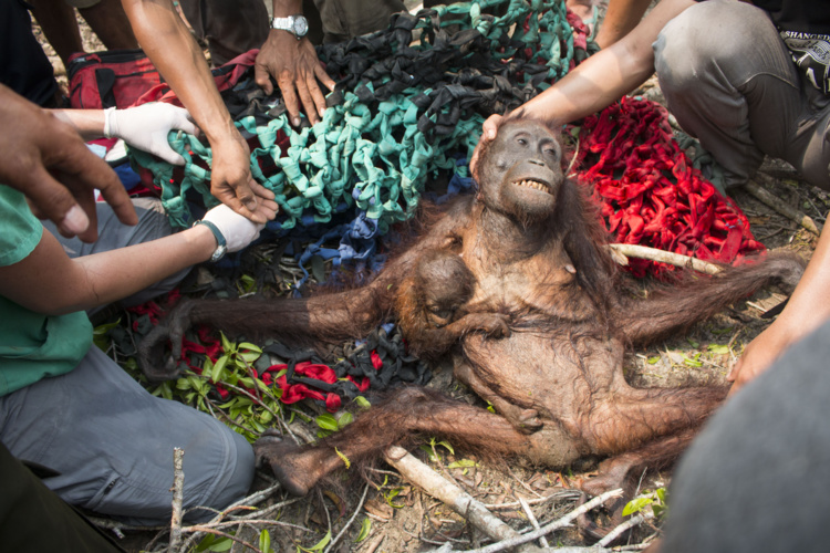 Indonésie: des orangs-outans fuyant les feux de forêts, attaqués par des villageois