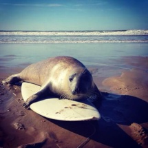 Capture de la page Facebook "You le phoque" Capture de la page Facebook "You le phoque"