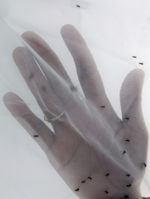 Brésil : lien "probable" entre le zika et les cas de microcéphalie Brésil : lien "probable" entre le zika et les cas de microcéphalie