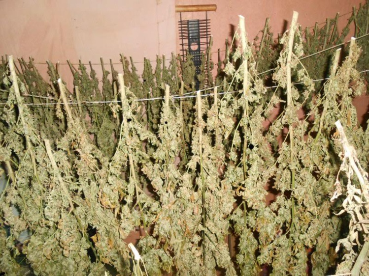 Le pakaculteur revendait uniquement sous forme de boutures ou de branches entières séchées Le pakaculteur revendait uniquement sous forme de boutures ou de branches entières séchées