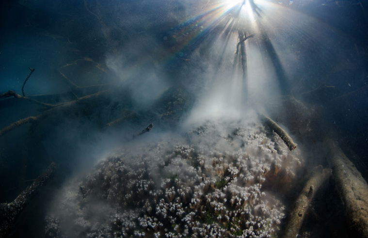 Les Polynésiens invités à participer à la plus grande observation de ponte synchronisée de coraux Les Polynésiens invités à participer à la plus grande observation de ponte synchronisée de coraux
