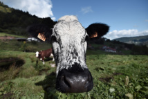 En Chine, une usine géante va cloner vaches et chiens, les internautes s'inquiètent En Chine, une usine géante va cloner vaches et chiens, les internautes s'inquiètent