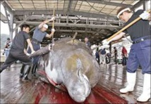 Chasse à la baleine: les écologistes veulent traîner le Japon devant la justice internationale