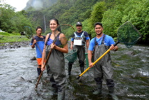 L'équipe de pêcheurs d'anguilles dirigée par Herehia Helme L'équipe de pêcheurs d'anguilles dirigée par Herehia Helme