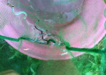 Des civelles (jeunes anguilles) capturées à l'embouchure de la rivière Des civelles (jeunes anguilles) capturées à l'embouchure de la rivière