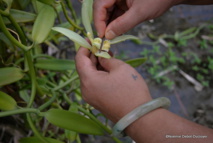 Après séchage, la vanille a perdu la moitié de son poids. Après séchage, la vanille a perdu la moitié de son poids.