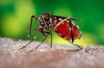 Zika : des conséquences graves sur des bébés infectés in utero
