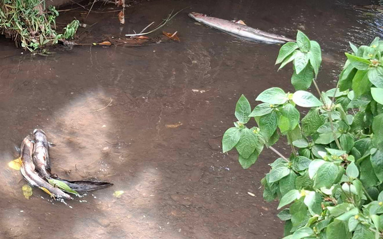 “Tout est mort au niveau de la rivière de Tavararo ” “Tout est mort au niveau de la rivière de Tavararo ”