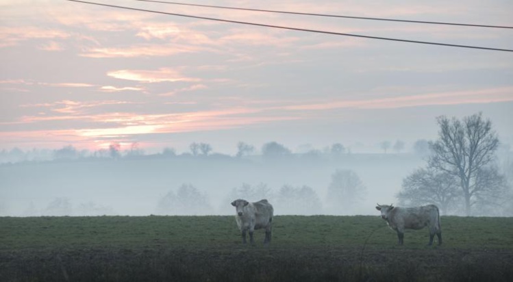 Les forêts et les terres agricoles, deux leviers contre le réchauffement