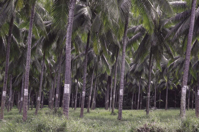 Cocotiers : la solution et le poison