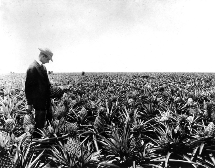 James Dole dans un de ses champs d’ananas à Hawaii. James Dole dans un de ses champs d’ananas à Hawaii.