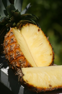 Gros plan sur le “roi des fruits”, la variété Smooth Cayenne de Ananas comosus, la plus cultivée au monde.