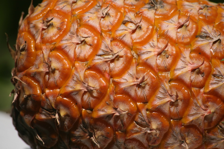 Lisse, sans piquant, le “Smooth Cayenne” fut la deuxième richesse de l’archipel hawaiien, au temps de la splendeur de James Dole. Lisse, sans piquant, le “Smooth Cayenne” fut la deuxième richesse de l’archipel hawaiien, au temps de la splendeur de James Dole.