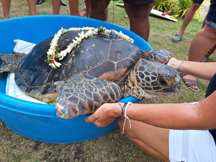 Tohonu, prête à se jeter à l’eau avec sa couronne et sa balise (Crédit : Anne-Charlotte Lehartel). Tohonu, prête à se jeter à l’eau avec sa couronne et sa balise (Crédit : Anne-Charlotte Lehartel).