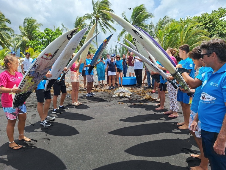 Une haie d’honneur des élèves-surfeurs pour guider la tortue vers l’océan. Une haie d’honneur des élèves-surfeurs pour guider la tortue vers l’océan.