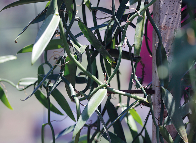 La CTC recommande la fermeture de l’Épic Vanille La CTC recommande la fermeture de l’Épic Vanille