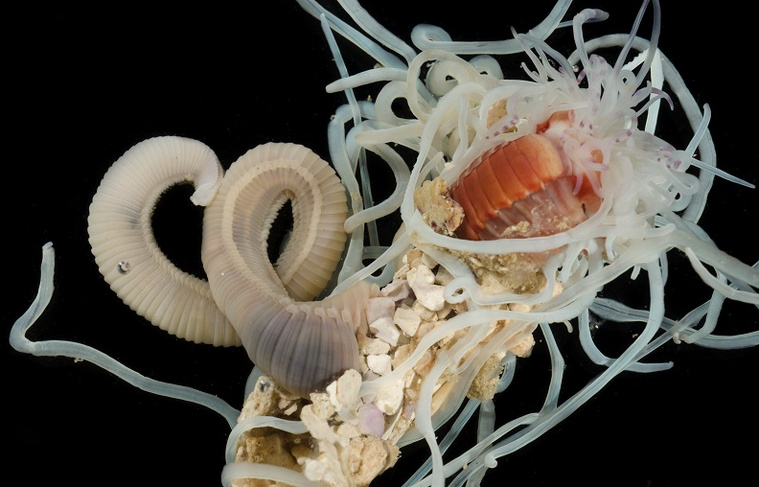 Loimia poraporaensis. Crédit : Gustav Paulay. Reproduit avec l'autorisation du détenteur du droit d'auteur. Loimia poraporaensis. Crédit : Gustav Paulay. Reproduit avec l'autorisation du détenteur du droit d'auteur.