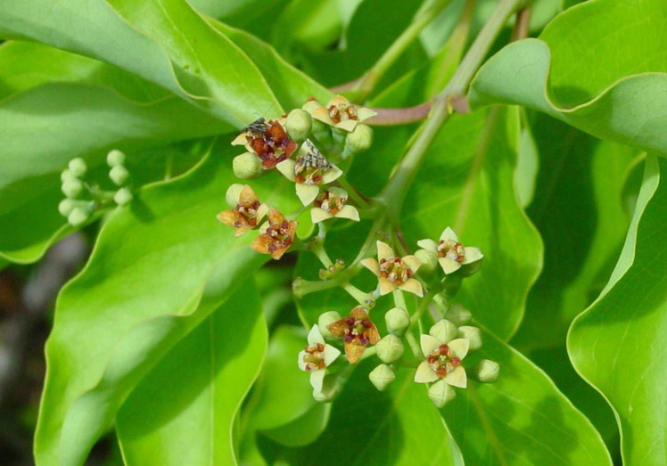 La fleur de Santal La fleur de Santal