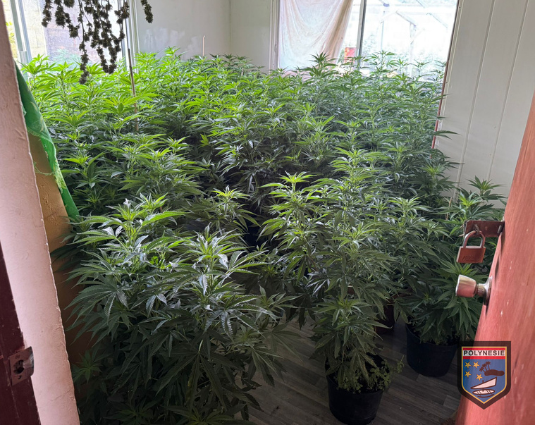 Plus de 1000 plants de paka détruits à Raiatea Plus de 1000 plants de paka détruits à Raiatea