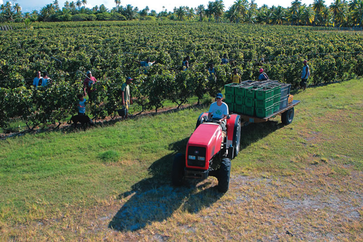 À Rangiroa, la vigne pousse sur l'atoll À Rangiroa, la vigne pousse sur l'atoll