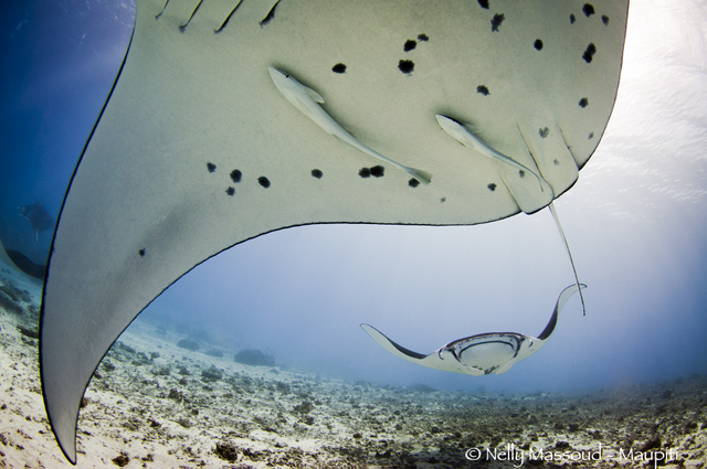 Crédit : Nelly Massoud