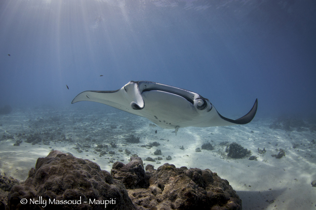 Crédit : Nelly Massoud