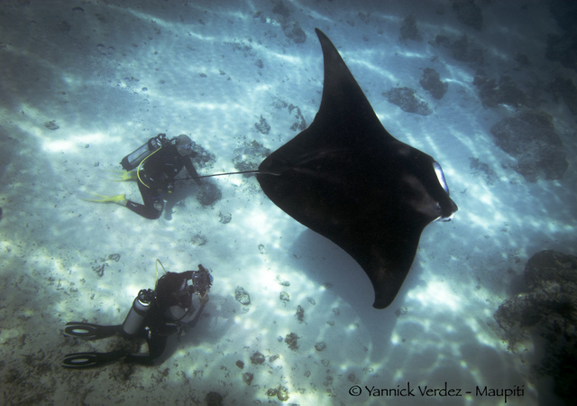 Crédit : Nelly Massoud
