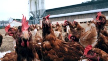 Grippe aviaire : le Pays suspend les importations de volaille française