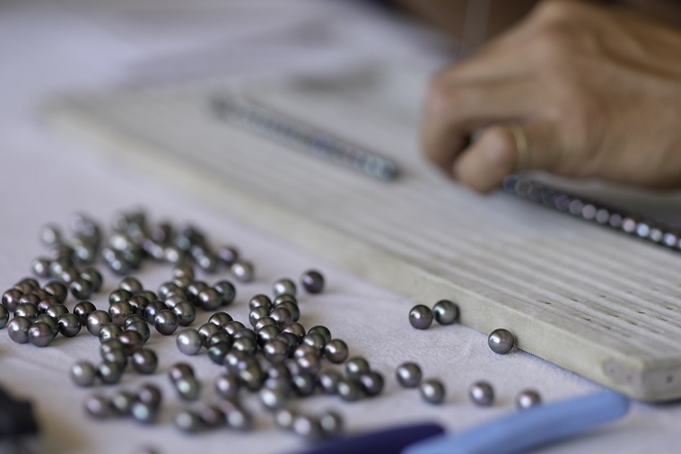 L'aventure de la perliculture polynésienne prend ses racines au XIXᵉ siècle. L'aventure de la perliculture polynésienne prend ses racines au XIXᵉ siècle.