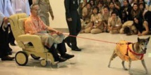 Thaïlande: emprisonné pour avoir insulté le chien du roi Thaïlande: emprisonné pour avoir insulté le chien du roi