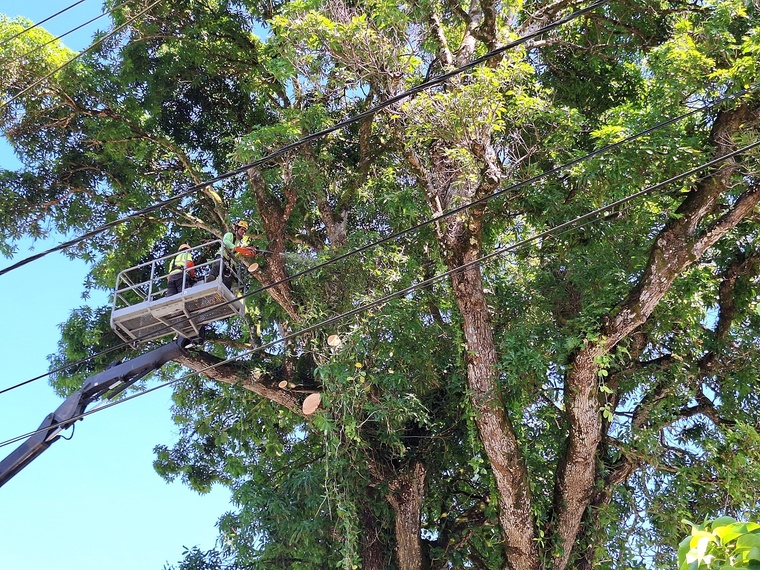 D’importants moyens ont été déployés pour procéder à l’élagage (Crédit : Anne-Charlotte Lehartel). D’importants moyens ont été déployés pour procéder à l’élagage (Crédit : Anne-Charlotte Lehartel).