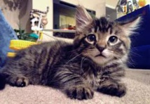 Election municipale: un chat en tête des sondages dans une ville de Sibérie Election municipale: un chat en tête des sondages dans une ville de Sibérie