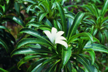 Polynésie française: menaces sur de nombreuses espèces uniques au monde